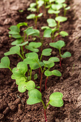 Spring seedlings. Low sprouts of radish  grown at home in boxes. The sprouts of pepper grown from seed