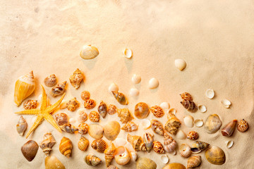Top view of shells on sandy beach