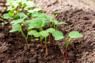 Spring seedlings. Low sprouts of radish  grown at home in boxes. The sprouts of pepper grown from seed