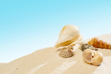 Close up view of shells on the sandy beach