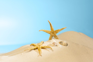 Close up view of shells on the sandy beach