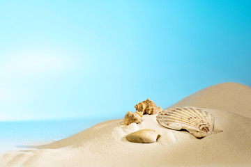 Fototapeta na wymiar Close up view of shells on the sandy beach