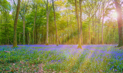 Fototapeta na wymiar Beautiful spring landscape with blooming wild hyacinths and sun rays through the spring forest