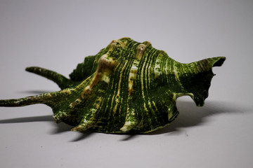 Green, in the mud, a large sea shell on a white background