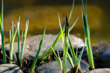 Blooming Sedge Carex nigra (Carex melanostachya) Black or common sedge on the garden pond shore. Nature concept for spring design