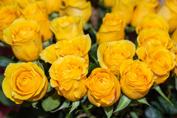 Bright yellow roses in a flower shop.
