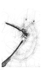 Dragonfly sits on branch, summer. Outdoor nature portrait of a single isolated dragonfly sitting on a branch with wings. Graphic elements drawn with ink. Black-and-white graphics for design.