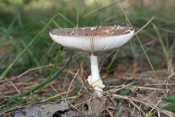 mushroom in the forest