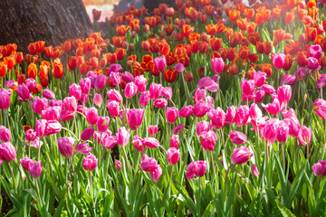 Fototapeta premium Purple and orange tulip in garden.