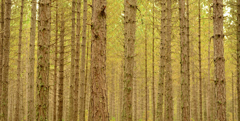 Obraz premium Forest Trees