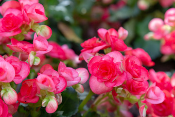 Begonia Big Flower