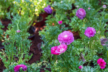 Violet Ranunculus in the garden