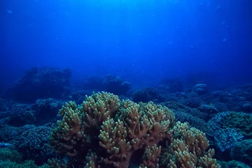 Foto op Aluminium onderwaterwereld / blauwe zee-wildernis, wereldoceaan, geweldig onderwater © kichigin19