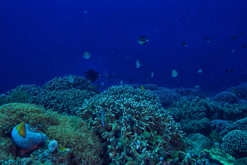 Naklejka na ściany i meble under water ocean / landscape underwater world, scene blue idyll nature