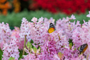 Hyacinth flower and Butterfly in garden