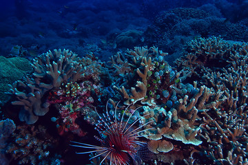 Naklejka na ściany i meble scorpion underwater photo / underwater view of the landscape, beautiful poisonous fish