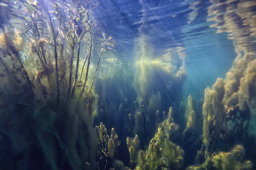 mangroves underwater landscape background / abstract bushes and trees on the water, transparent...