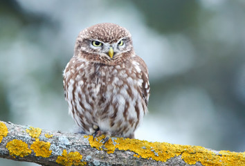 Little owl (Actene noctua)