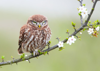 Little owl (Actene noctua)