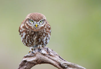 Little owl (Actene noctua)