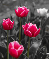 red tulips, black and white background