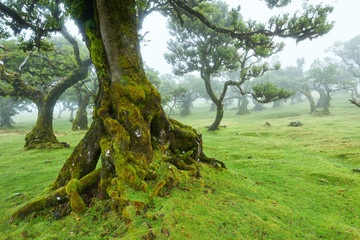 Old cedar tree in Fanal forest - Madeira island. Portugal.