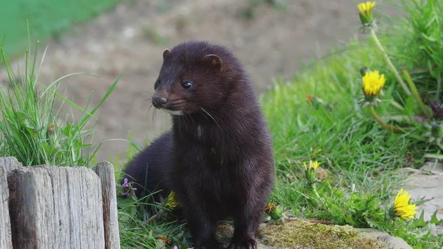 American mink (Neovison vison). 