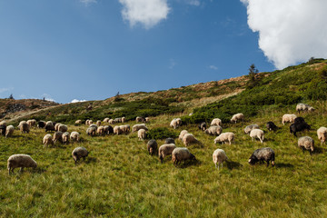 Obraz premium a flock of sheep in the mountains