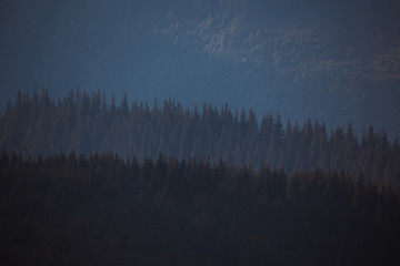 silhouettes of fir trees in the mountains