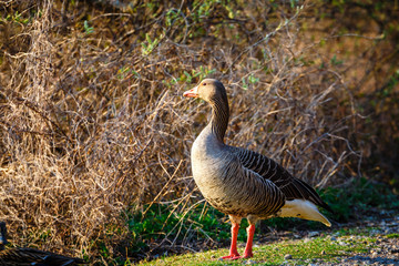 The wild greylag goose in the pond at sunset