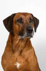 rhodesian ridgeback