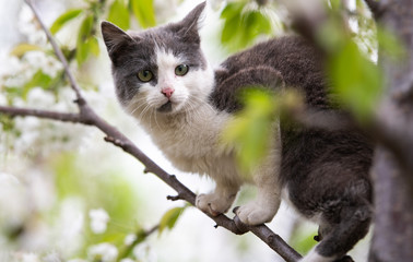 Obraz premium Fluffy cute cat sitting on a tree