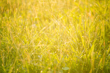 Green grass in eye level view for background or graphic design.