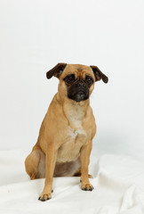 Mops Mischling  im Fotostudio
