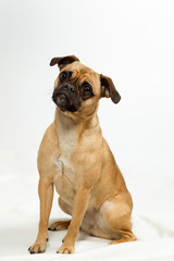 Obraz premium Hund Mops Mischling im Fotostudio