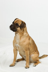 Mops Mischling  im Fotostudio