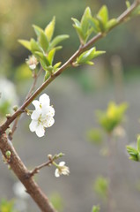 Fiore di susino
