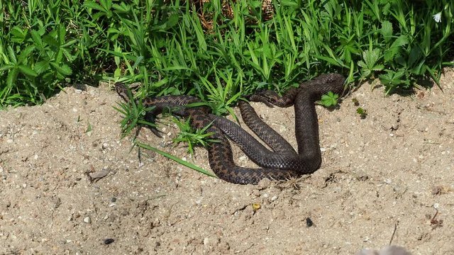 Two male Adders ( Vipera berus ) coiled up.