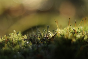 Forest