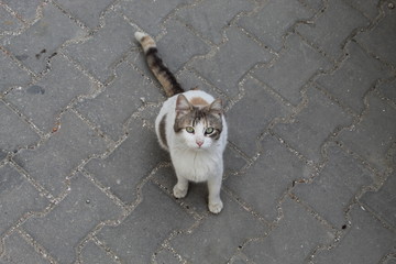 beatiful alley cat