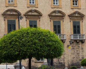 tree with large green lush crown on the   aged and cracked building facade background