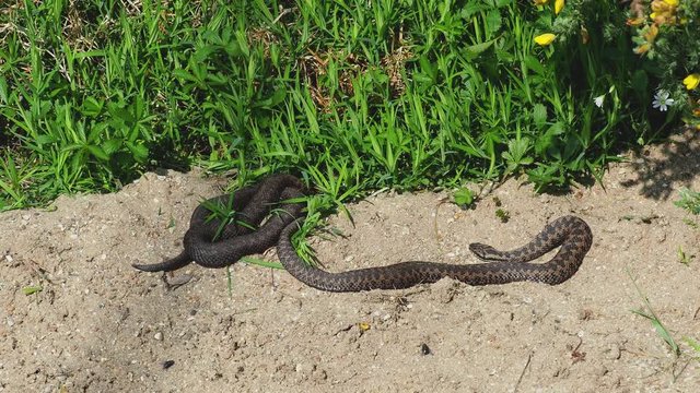 Two male Adders ( Vipera berus ) coiled up.