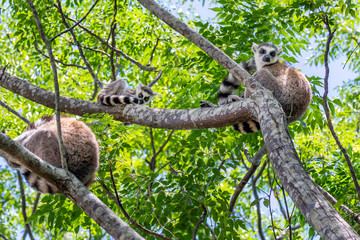 Ring-tailed lemur, Lemur catta, in its natural environment in Madagascar