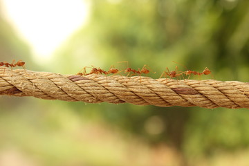 groups of red weaver ants busy in the morning, walking in line over a woven rope in a plantation...