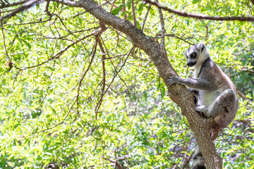Ring-tailed lemur, Lemur catta, in its natural environment in Madagascar