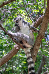 Ring-tailed lemur, Lemur catta, in its natural environment in Madagascar