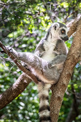 Ring-tailed lemur, Lemur catta, in its natural environment in Madagascar