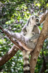 Ring-tailed lemur, Lemur catta, in its natural environment in Madagascar