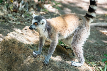 Ring-tailed lemur, Lemur catta, in its natural environment in Madagascar