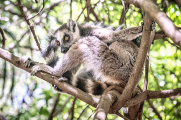 Ring-tailed lemur, Lemur catta, in its natural environment in Madagascar